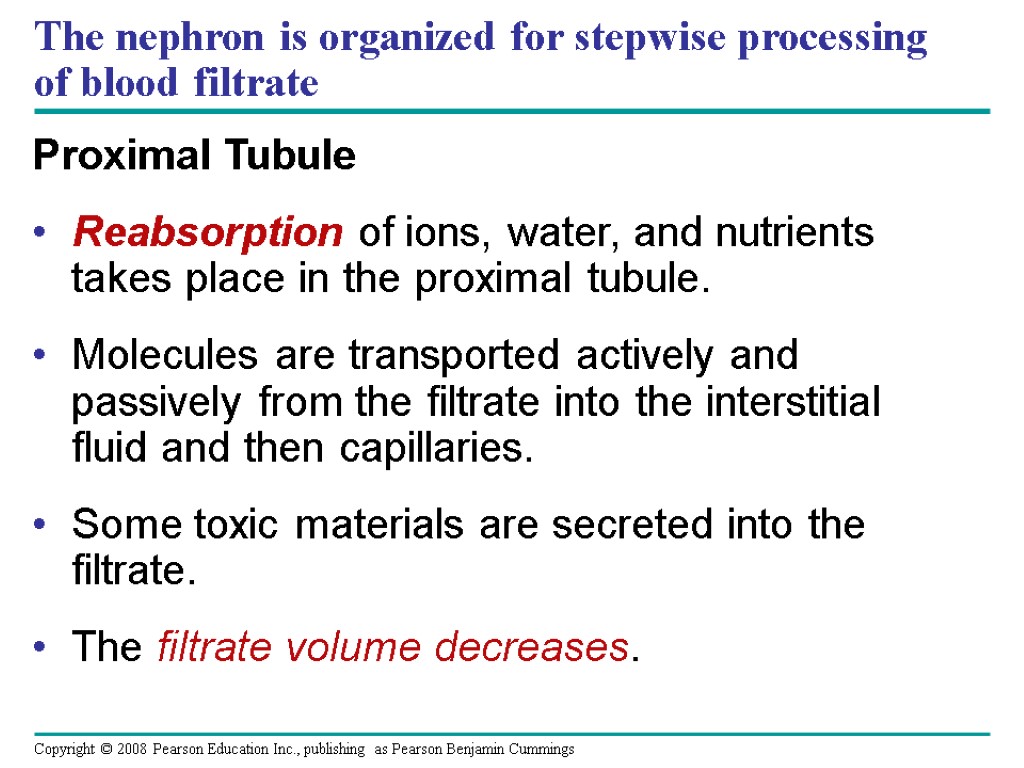 The nephron is organized for stepwise processing of blood filtrate Proximal Tubule Reabsorption of